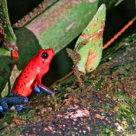 La Selva Biological Station Hotel Sarapiquí Екстериор снимка