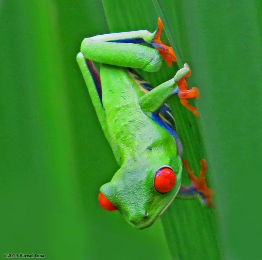 La Selva Biological Station Hotel Sarapiquí Екстериор снимка