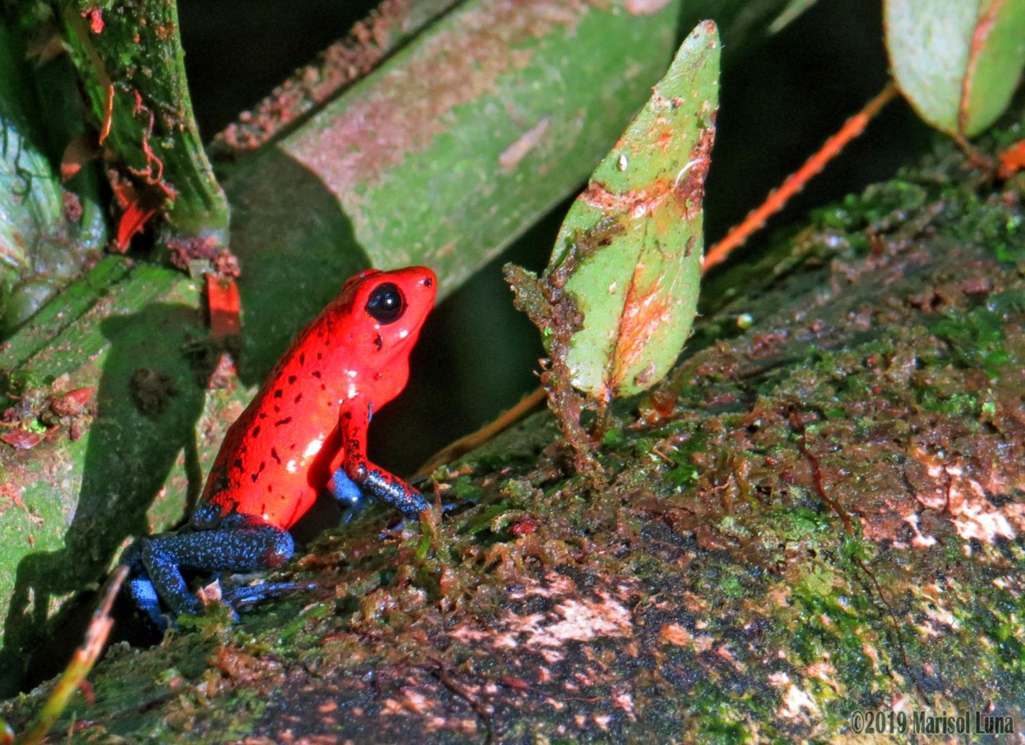 La Selva Biological Station Hotel Sarapiquí Екстериор снимка