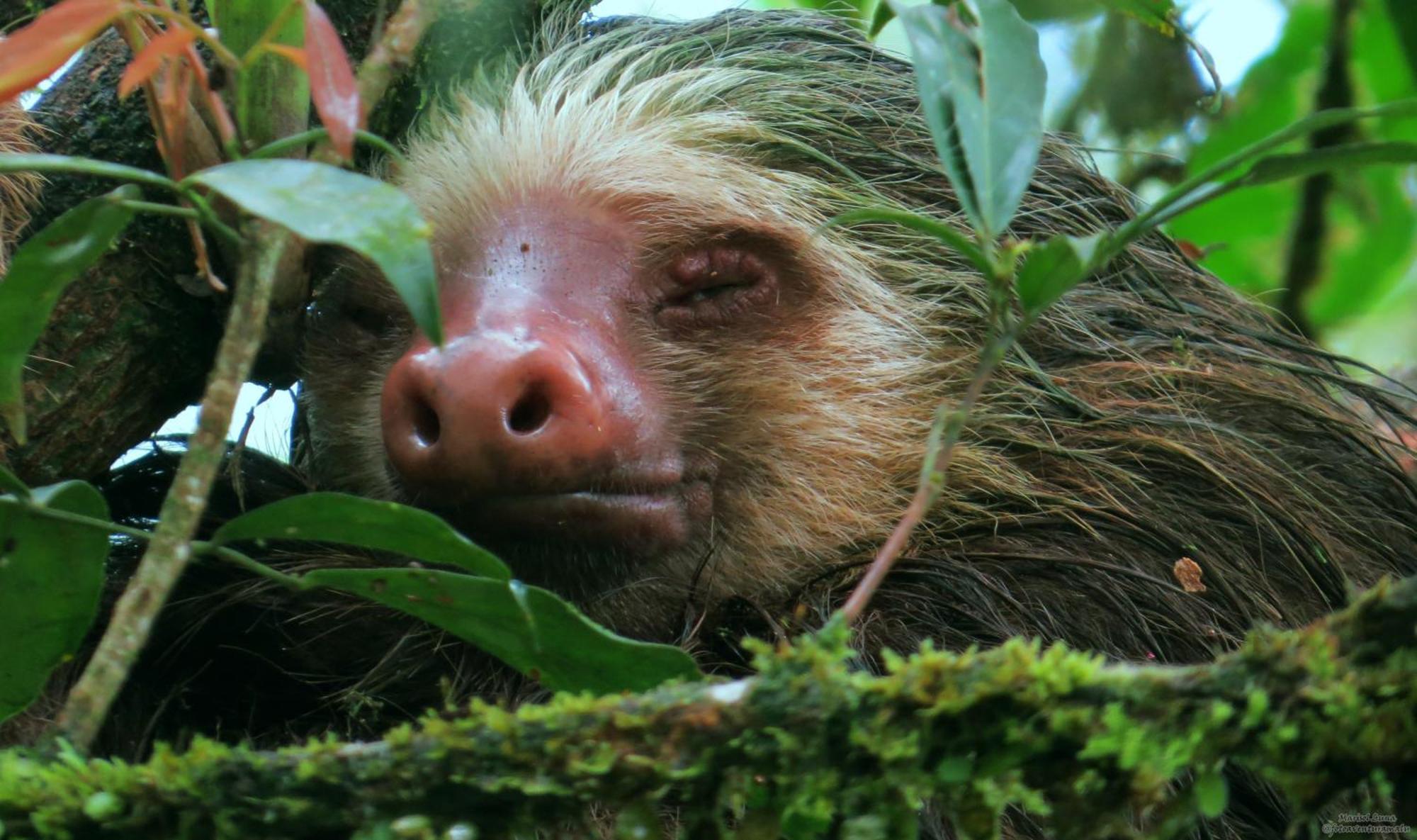 La Selva Biological Station Hotel Sarapiquí Екстериор снимка